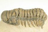 3.3" Crotalocephalina Trilobite - Atchana, Morocco - #201255-2